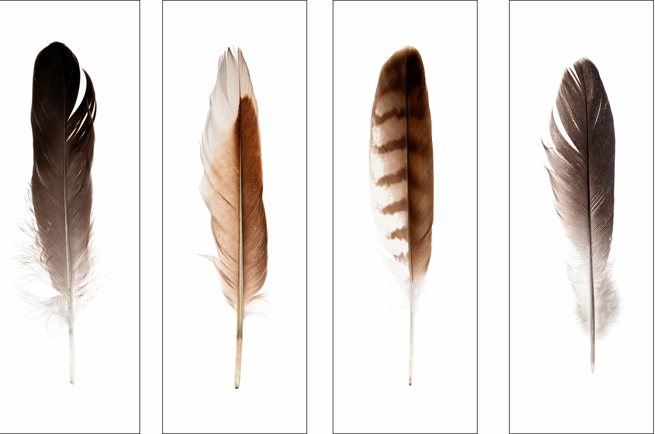 AS143 Wall décor art photographic on canvas single feathers set of 4
